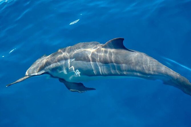 ViP Full Day Swimming With Dolphin Sea Trip With Lunch - Hurghada - Price and value in Hurghada terms