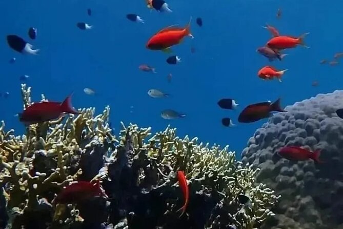 VIP Ras Mohamed and White Island boat trip - The Value Deal: Price, Group Size, and the $5 Park Tax